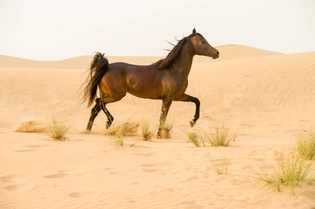 Arabian stallion galloping on the sand in the desert stock photo