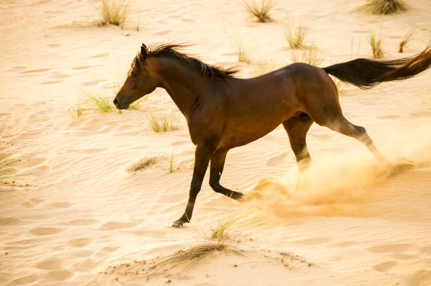 istock Arabian stallion galloping on the sand in the desert 1392981991