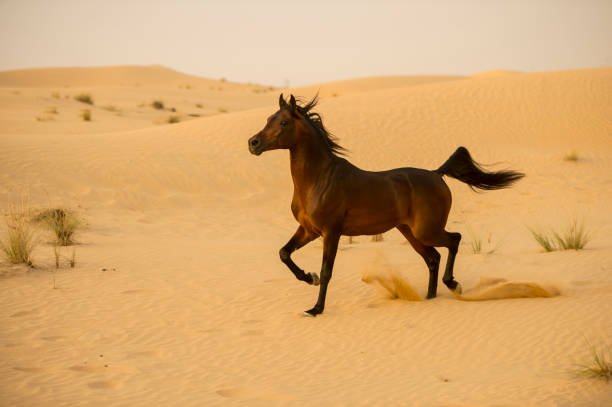 istock Arabian stallion galloping on the sand in the desert 1392981992