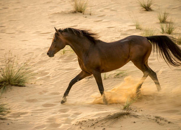 istock Arabian stallion galloping on the sand in the desert 1392981995