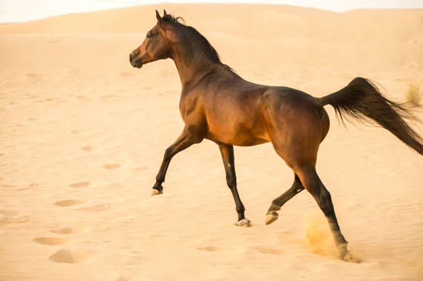 istock Arabian stallion galloping on the sand in the desert 1392982000