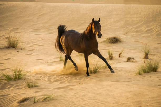 istock Arabian stallion galloping on the sand in the desert 1392982001