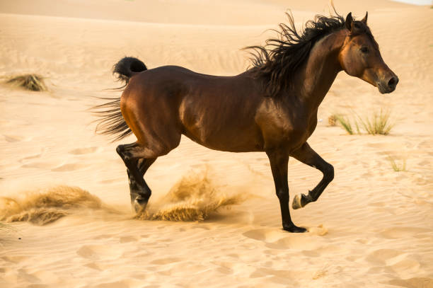 istock Arabian stallion galloping on the sand in the desert 1392982003