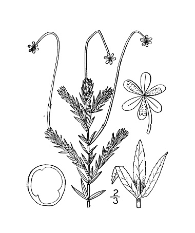 Antique botany plant illustration: Philotria Canadensis, Water weed, Ditch moss, Water Thyme