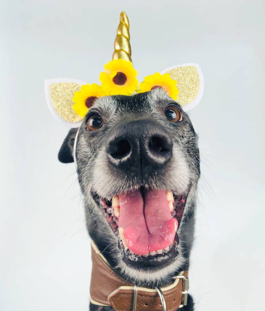 istock funny Portrait of a Greyhound 1392983900