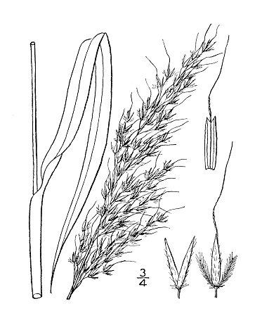 Antique botany plant illustration: Chrysopogon avenaceus, Indian Grass