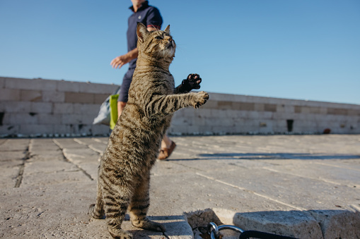 Cat with beige fur and extended claws standing at the water next to a anchored boat, trying to catch birds at the harbor, man walking by in the background next to a stone wall