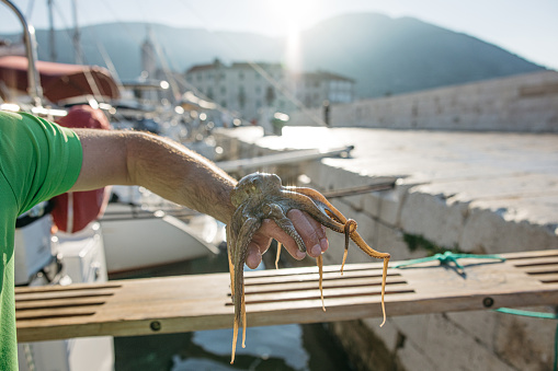 Grey octopus sitting on top of the hand of a fisherman with green t-shirt at the harbor, legs of the octopus hanging down, lots of ships and buildings in the background