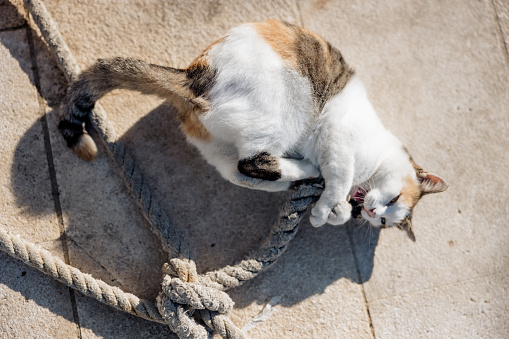 Cat with white black and orange fur lying down on concrete ground at the harbor biting into a ship fastening rope, view from high angle