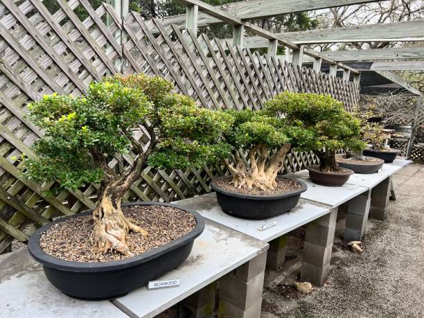 istock Row Of bonsai trees 1392985249