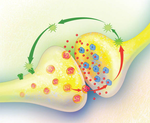 Endocannabinoid System Unlabeled neuron schema stock illustrations