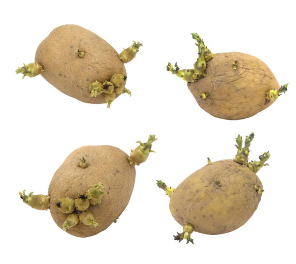 ジャガイモは白い背景に隔離された発芽セット,クリッピングパス - young potatoes ストックフォトと画像