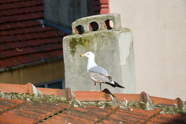 istock seagull sunbathing on the roof 1392988261