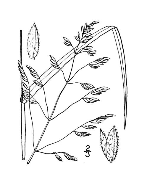 Antique botany plant illustration: Homalocenchrus oryzoides, Rice cut-grass