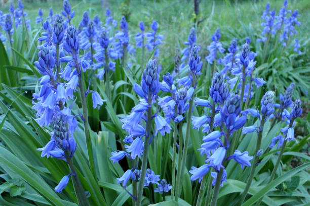 istock Bluebells in an orchard 1392988518