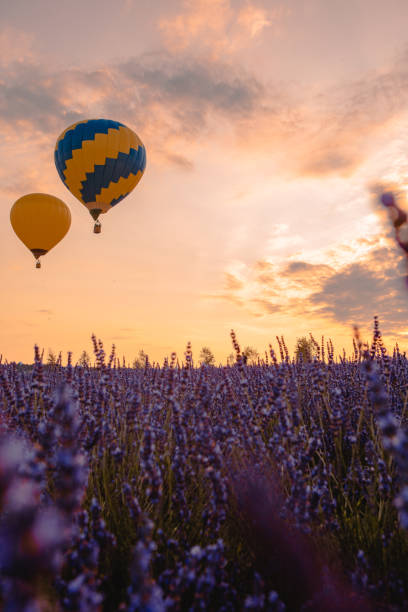 istock air balloon with basket above lavender field 1392988659