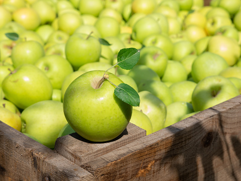 Organic Fresh Apples in a wooden crate in an apple orchard. Fall harvest.