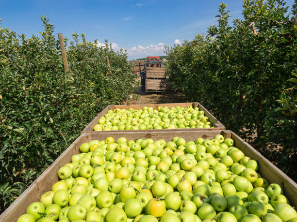 istock Tractor picking apple boxes in an apple orchard. 1392989356