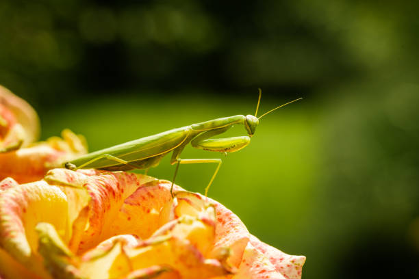 istock Macro shot of a Green praying mantis in defensive pose. 1392989758
