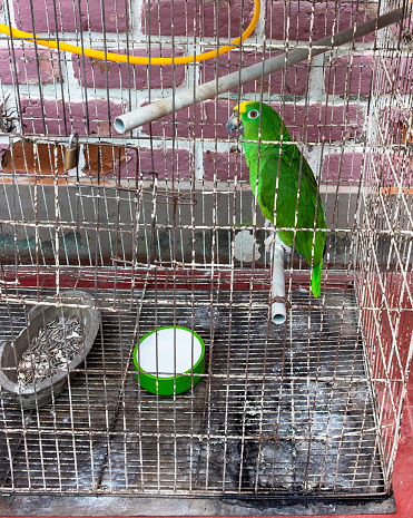 Caged Green Amazon Parrot In Peru