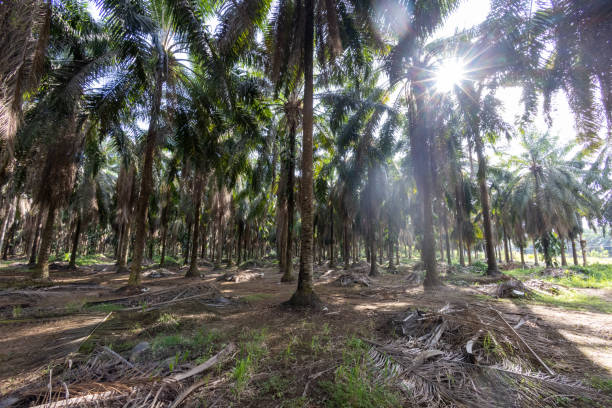 istock woods of palm trees 1392992498
