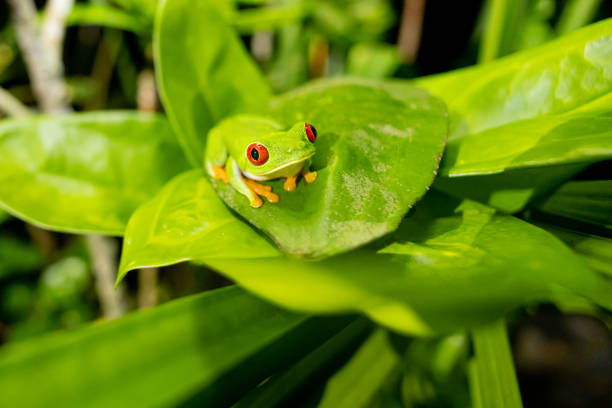 red eyed tree frog in beautifulk nature red eyed tree frog sitting on bautiful red flower with big red eyes looking very cute on green leaf and green guanabana fruit puerto limon stock pictures, royalty-free photos & images