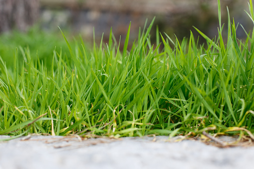 Grass growing outdoors in the park low angle view close up photography suitable for background.