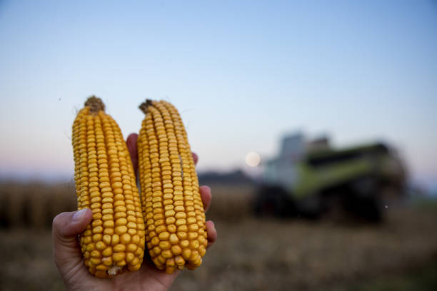 Farmers hands holding ripe corn cobs in field