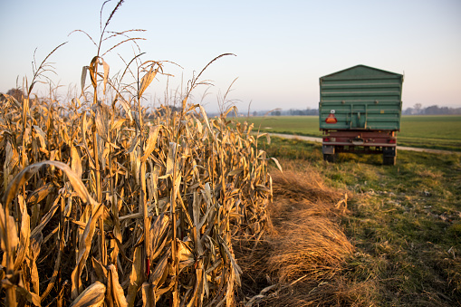 Dried corn field with tractor trailer parked in agricultural field against sky