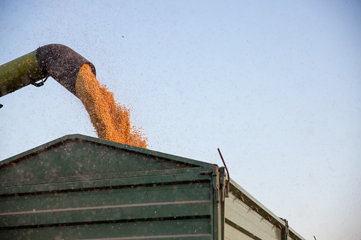 Combine harvester unloading harvested corn kernels into tractor trailer at field