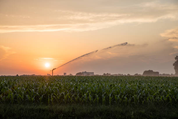 pulvérisation d’eau à partir d’un arroseur sur les champs de maïs à l’aube - corn crop irrigation equipment agriculture leaf photos et images de collection