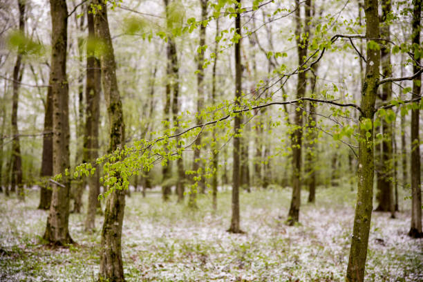 Beautiful branches with fresh green leaves in forest during spring season