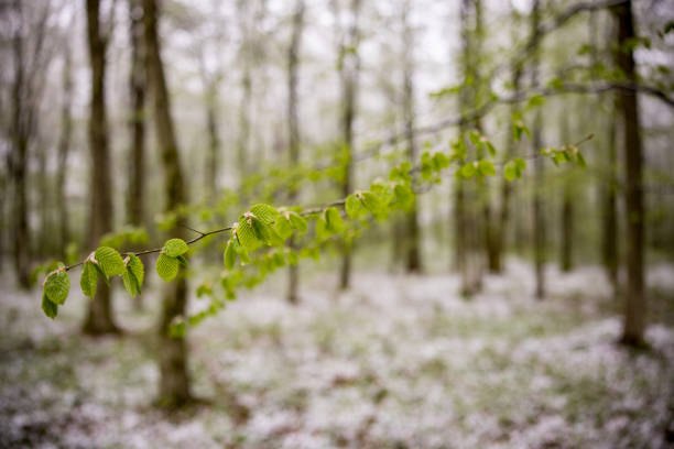 Beautiful branch with fresh green leaves in spring season