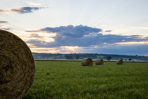 Hay bales in green agricultural field against cloudy sky during sunrise