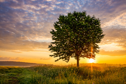 Beautiful view of single tree on green meadow with rural landscape against cloudy sky during sunrise