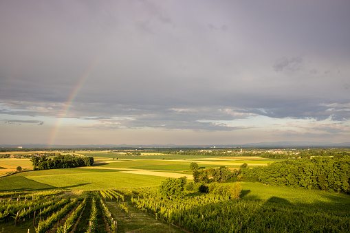 Beautiful vineyards scenery and countryside landscape under clouds with rainbow