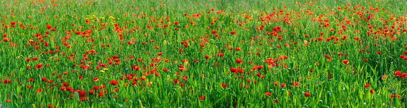 Meadow of wild flowers in Sauerland - Germany