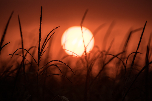 Silhouette of wild grass against orange sky during sunset