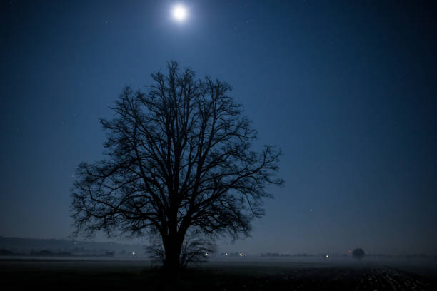 Full moon rising over the single tree on foggy rural landscape at night