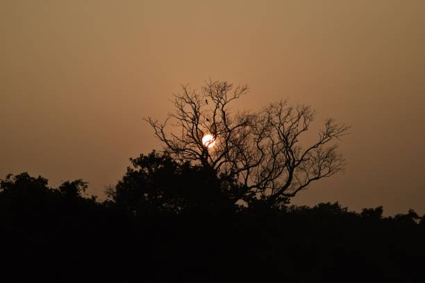 istock silhouette of jungle tree 1392994905