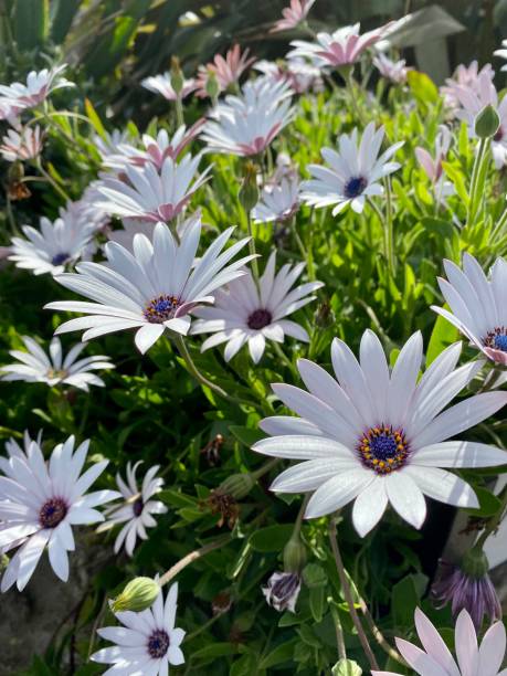 White Osteospermum African daisies close up in sun White Osteospermum African daisies close up in sun white gerbera daisy stock pictures, royalty-free photos & images