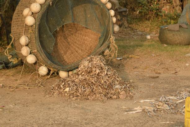 istock dry fishes spilled 1392995058