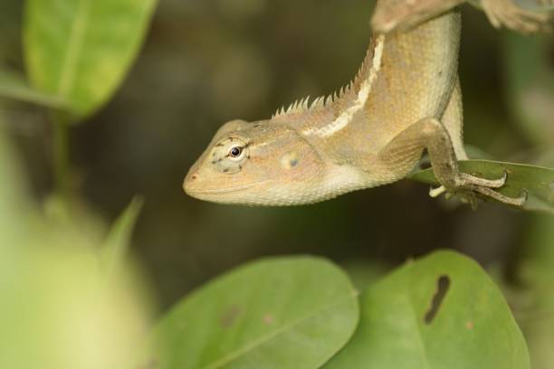 istock oriental garden lizard 1392995087