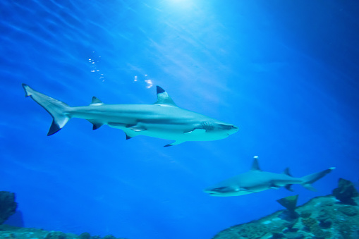 Predatory shark swims near stones among other sharks underwater