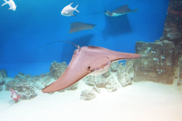 istock Stingray fish swims in the sea among other fish. 1392996130