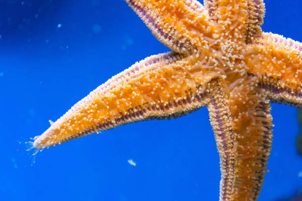 istock Starfish bottom, tentacles stinging cells on glass, close up view. 1392996146