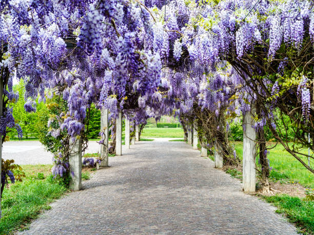 glicine - wisteria foto e immagini stock