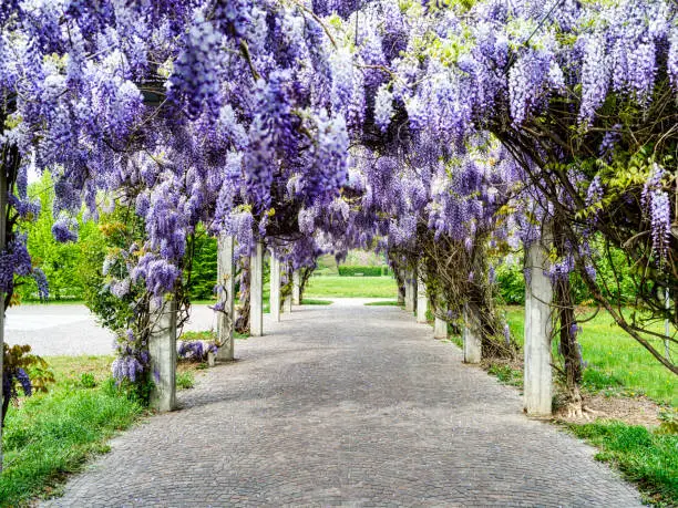 wisteria