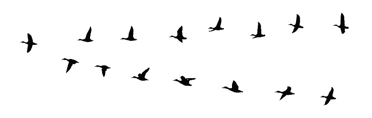 Vector illustration of Ducks flying in V-Formation