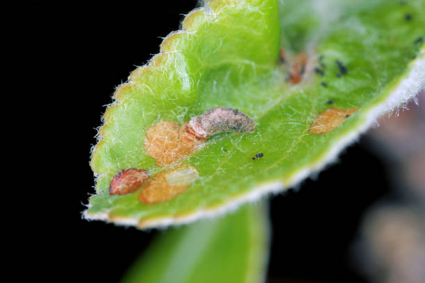 istock Apple Case Bearer where the larva of a Coleophora malivorella. Young caterpillar on developing apple leaves in spring. 1393001098
